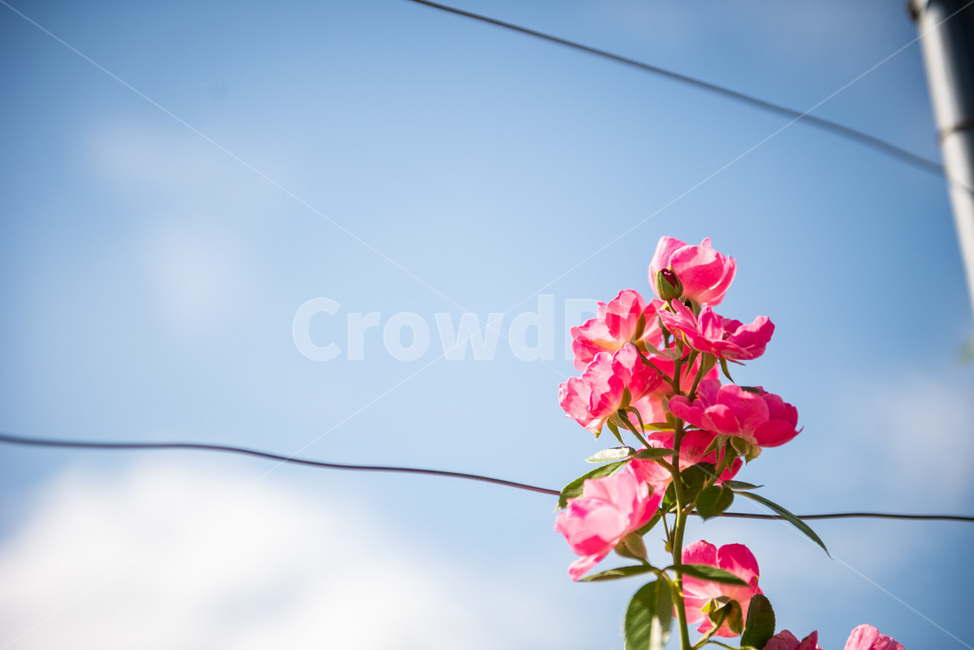 풀,꽃,화원,flower,식물,자연,식물,자연,plants,nature,꽃,flower