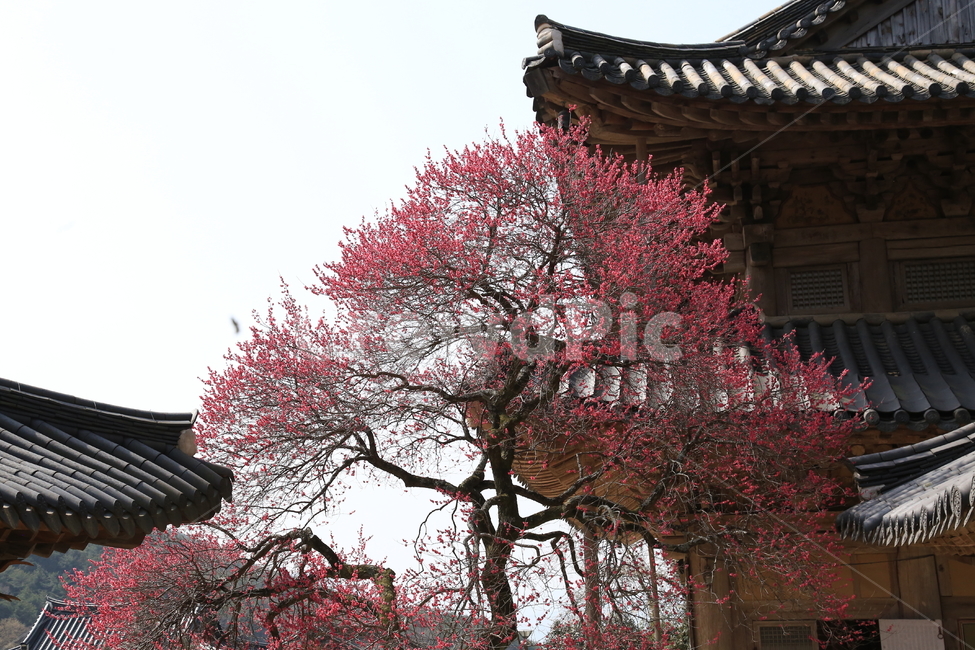 구례화엄사,각황전흑매화,매화,꽃,봄,봄,계절,spring,season,한국전통,한국문화,korean traditional,korean culture,식물,자연,plants,nature,나무,trees,wood,종교,신앙,religion,belief,faith,건축물,건물외관,exterior,building,structure,architecture,construction,pagoda,탑,temple,신전,worship,예배,건물,shrine,신사