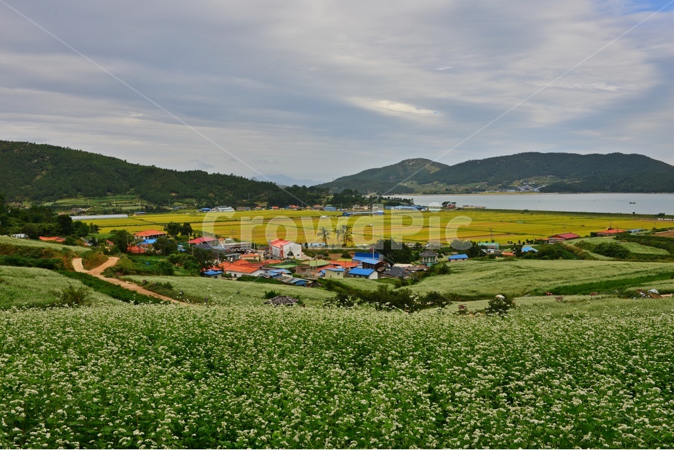 장흥선학동,선학동마을,선학동메밀밭,선학동메밀꽃축제,outdoors,옥외,grassland,목초지,field,들,nature,자연,rural,농촌,시골,마을,풍경,landscape,country,rural,town