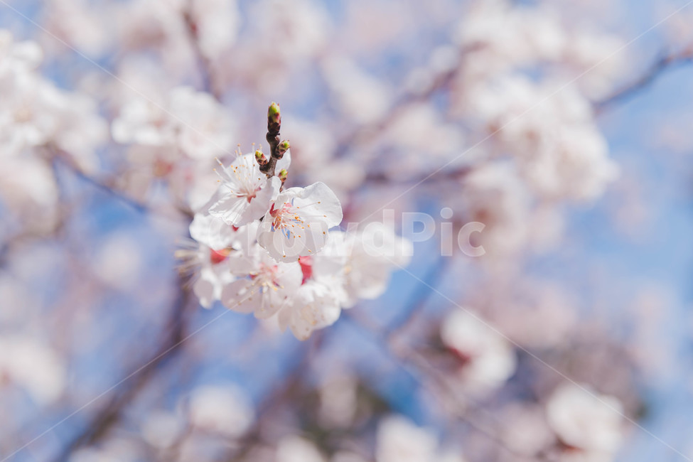 cherryblossoms,벚꽃,봄꽃,plant,식물,blossom,꽃,flower,봄,계절,spring,season,식물,자연,plants,nature,꽃,flower