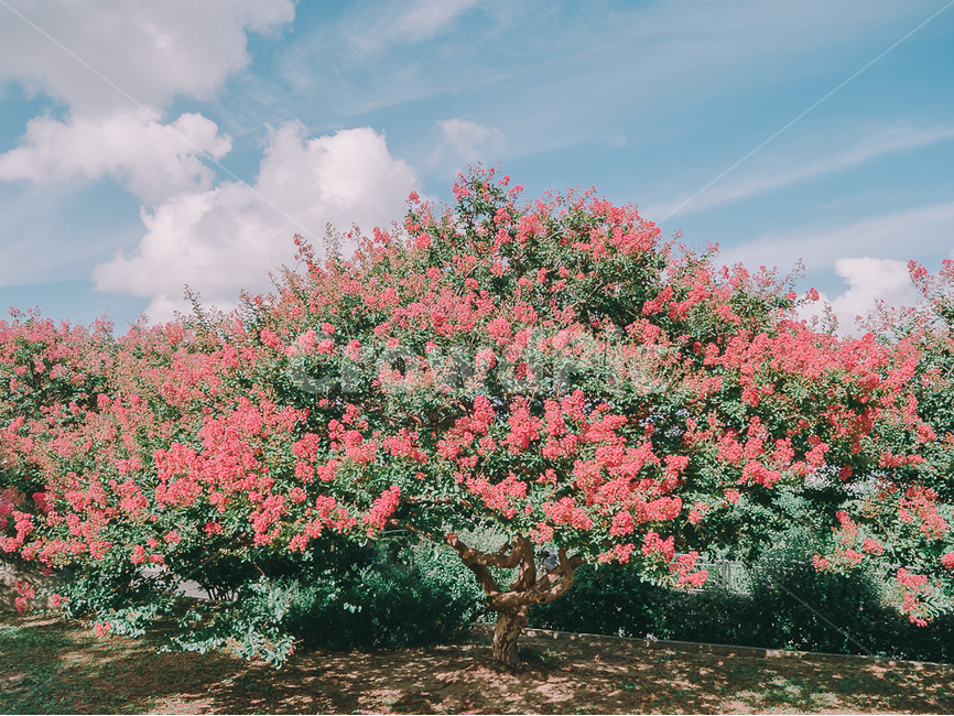 배롱나무,여름,꽃,분홍,야외,필름,식물,자연,plants,nature,꽃,flower,나무,trees,wood,감성,sensible,feeling