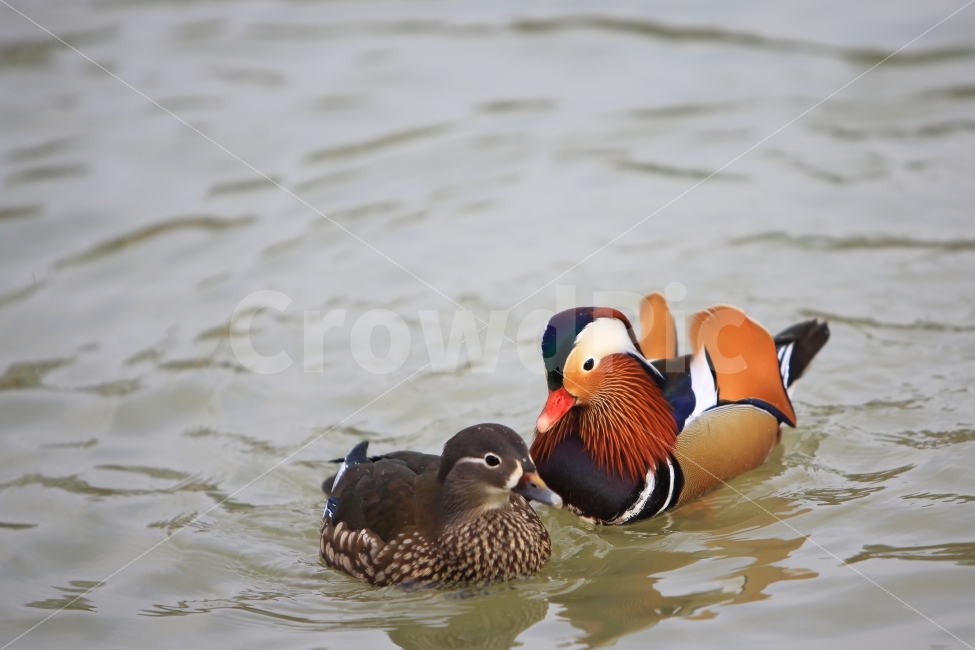 원앙,조류,새,동물,결혼,동물,animal,조류,새,birds