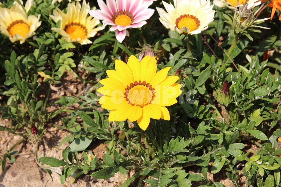 꽃,식물,생명력,flower,싱그러움