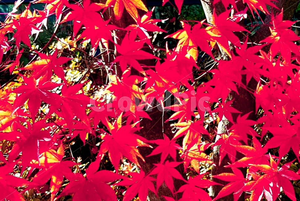 leaf,잎,식물,단풍,tree,가을,계절,fall,autumn,season