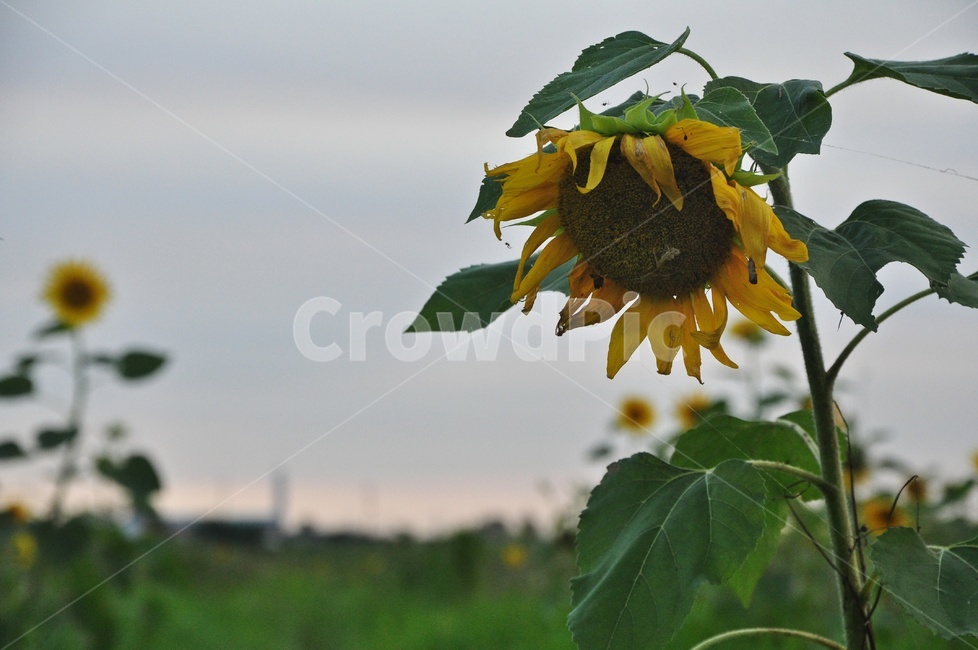 plant,식물,blossom,sunflower,해바라기,flower,꽃,여름,계절,노랑색,노랑,식물,자연,plants,nature,꽃,flower