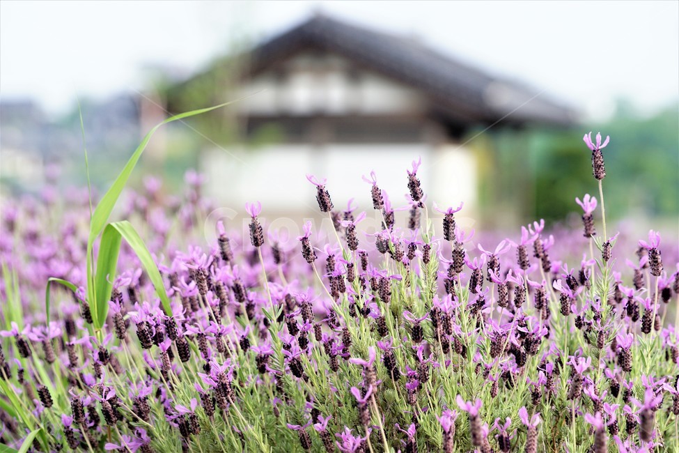 라벤더,꽃,식물,보라색,자연,봄,nature,flower,purple,violet,spring,식물,자연,plants,nature,꽃,flower