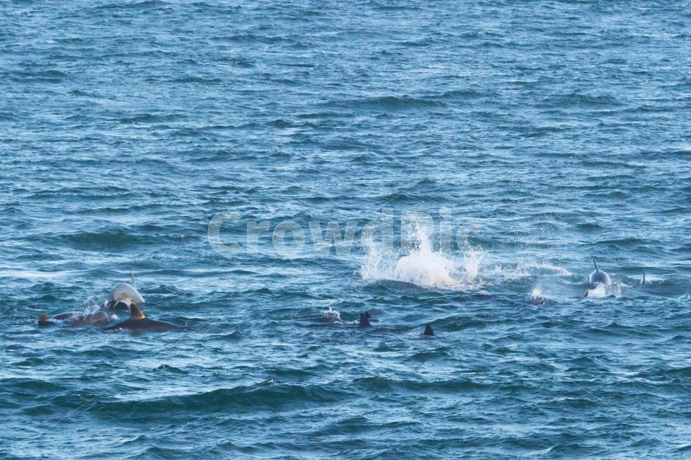 제주도,제주,자연,서귀포,돌고래,동물,바다,동물,animal,포유류,mammal