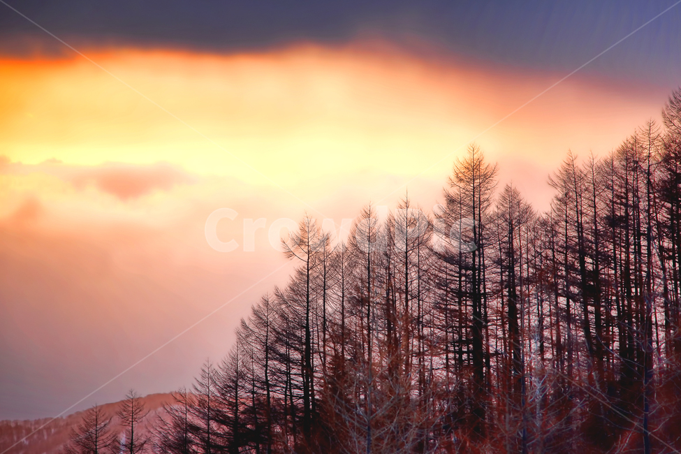 노을,일몰,색감,감성사진,감성,풍경,겨울,계절,winter,season,자연,풍경,nature,landscape,색깔,색상,색채,색감,color sense,color sensitivity,feeling of color,tree,나무,plant,식물,outdoors,옥외