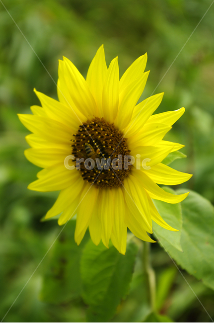 해바라기,꽃,flower,식물,plant,식물,자연,plants,nature,꽃,flower