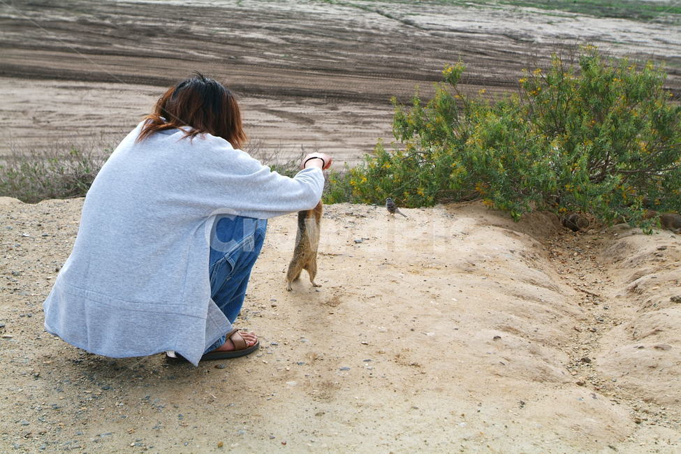 ground,바닥,다람쥐,땅다람쥐,squirrel,형제,bros,brothers,animals,fun,동물,animal,포유류,mammal,사람,인물,인간,human,person,남성,남자,man,male
