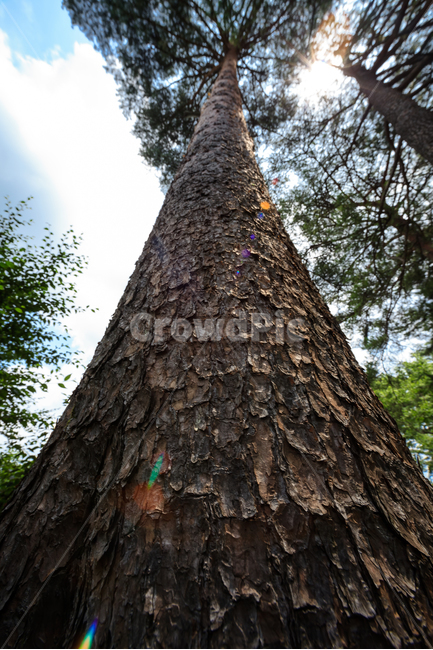 소나무길,소나무,외씨버선길,숲,환경,식물,농촌,식물,자연,plants,nature,나무,trees,wood