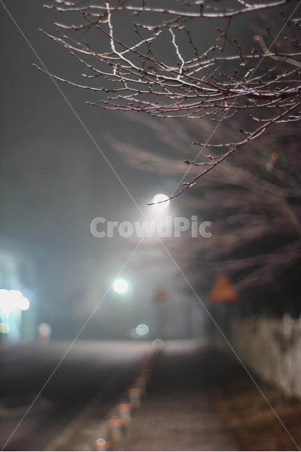 밤풍경,nightview,감성사진,감성,나무,불빛,안개,보케,나뭇가지,야경,밤,풍경,nightscape,night,landscape,식물,자연,plants,nature,flare,플레어,light,빛