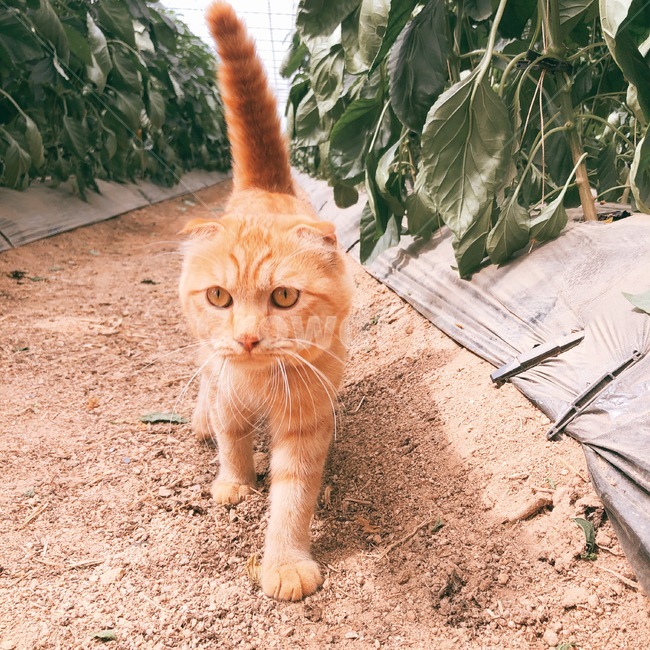 고양이,치즈냥이,길냥이,냥이,길고양이,동물,animal,포유류,mammal,고양이,cat,kitten,kitty
