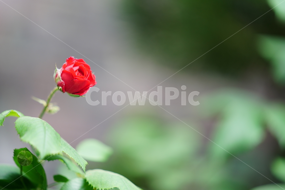 장미,로즈,식물,생물,생명,rose,레드,red,붉은,색감,컬러,꽃,플라워