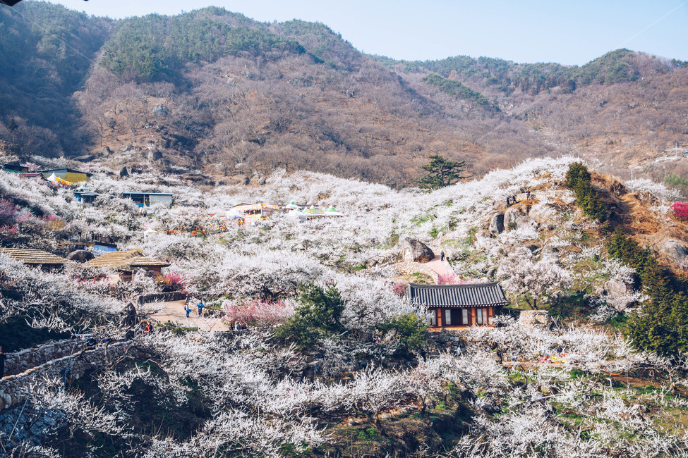 매화,나무,하늘,파란하늘,꽃봉오리,봄,봄날,봄풍경,봄꽃,감성,spring,flower,봄길,산책,봄나들이,식물,꽃,초록,언덕,매화마을,광양,계절,season,자연,풍경,nature,landscape,한국자연풍경,한국자연경관,koreanaturelandscape,시골,마을,country,ruraltown,한국전통,한국문화,koreantraditional,koreanculture,매화꽃,광양매화마을,봄,계절,spring,season,자연,풍경,nature,landscape,한국자연풍경,한국자연경관,korea nature landscape,outdoors,옥외,building,건물