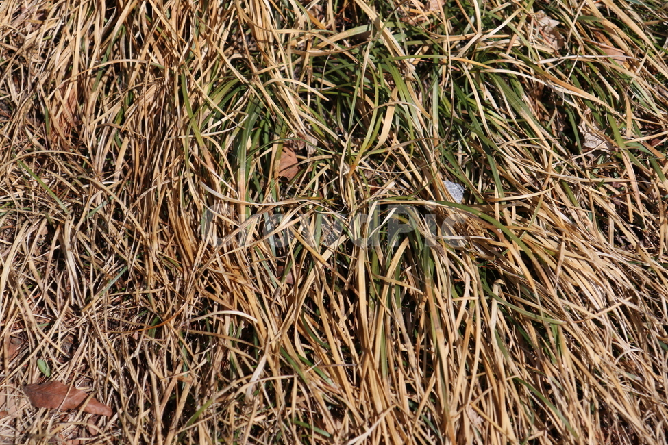 화단,식물,정원,도심,공원,산책,화창한,갈색,식물,자연,plants,nature
