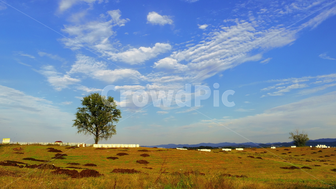 목장,나무,하늘,파란하늘,구름,초원,평야,가을,자연,풍경,nature,landscape,outdoors,옥외,plant,식물,tree,grassland,목초지,field,들,savanna,대초원