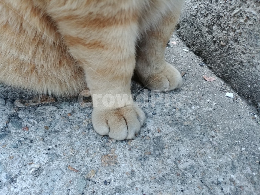 고양이,앞발,동물,cat,솜방망이,냥냥펀치,치즈,치즈냥,길고양이,길냥이