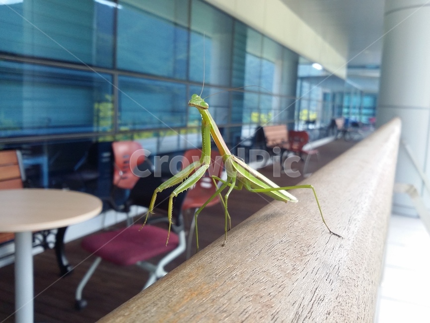 사마귀,곤충,동물,자연,insect,동물,animal,곤충,벌레,insect,bug