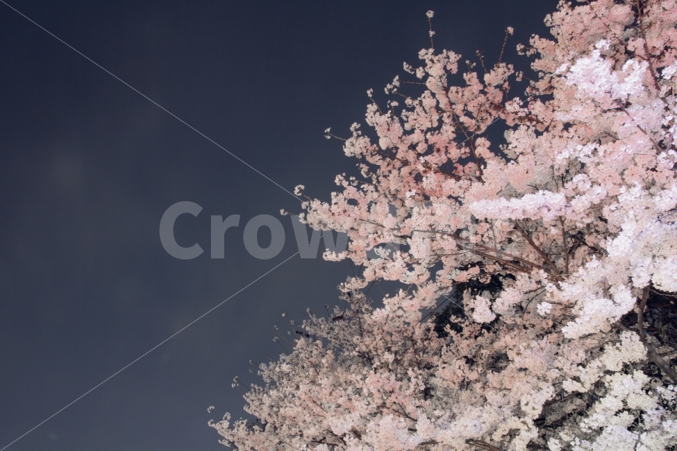꽃,벚꽃,봄,분홍,배경,야경,봄,계절,spring,season,야경,밤,풍경,nightscape,night,landscape,식물,자연,plants,nature,꽃,flower,plant,blossom