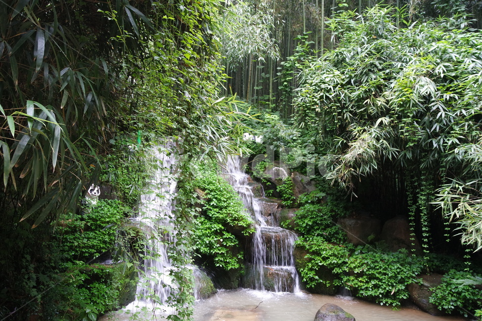 bamboo forest,forest,nature,water,bamboo,outdoors,waterfall,Damyang,plant,sight,Juknokwon,bamboo tube