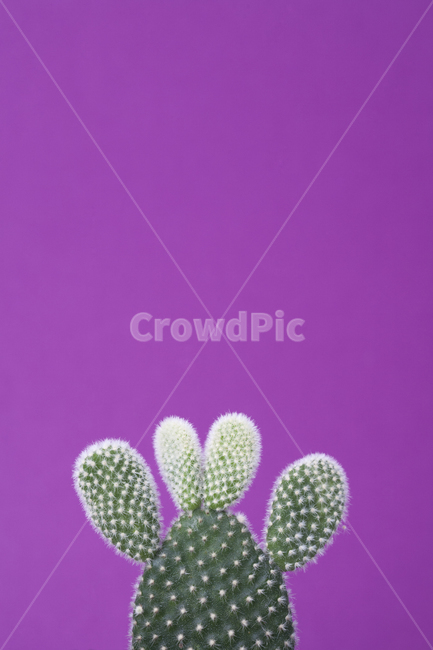 선인장,플랜테리어,다육식물,식물,인테리어,다육,가시,화분,오브젝트,열대식물,배경,백그라운드,그린,녹색,보라색,퍼플,클로즈업,자라다,성장,보태니컬,데코,데코레이션,물주기,사막식물,반려식물,분갈이,공기정화,수경재배,소확행,아열대식물,백도선,다육이,가드닝,가든,정원,식물,자연,plants,nature