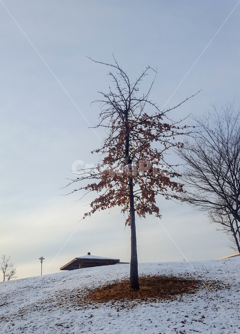 겨울,눈,나무,낙엽,앙상,겨울,계절,winter,season,식물,자연,plants,nature