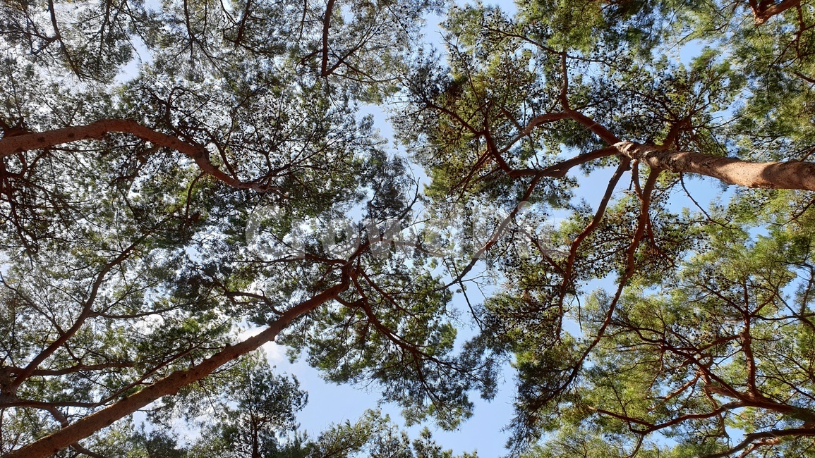 안면도,자연휴양림,소나무,숲,파노라마,풍경,자연,풍경,nature,landscape,나무,trees,wood,tree,plant,식물,tree trunk,나무 줄기