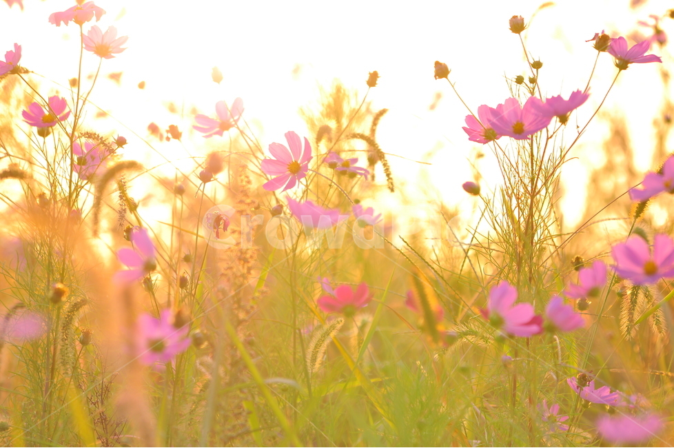 코스모스,가을,꽃,가을꽃,감성,cosmos,가을느낌,분위기,느낌,핑크색,분홍색,노을,석양,해질무렵,sunset,flowers,emotion,sensibility,feeling,fall,autumn,들판,꽃밭,코스모스축제,초본,식물,가을,계절,fall,autumn,season,식물,자연,plants,nature,꽃,flower,감성,sensible,feeling,휴식,힐링,rest,relaxation,healing,spring,봄