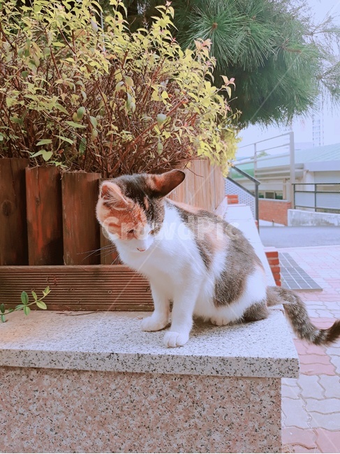 동물,반려동물,고양이,개냥이,길냥이