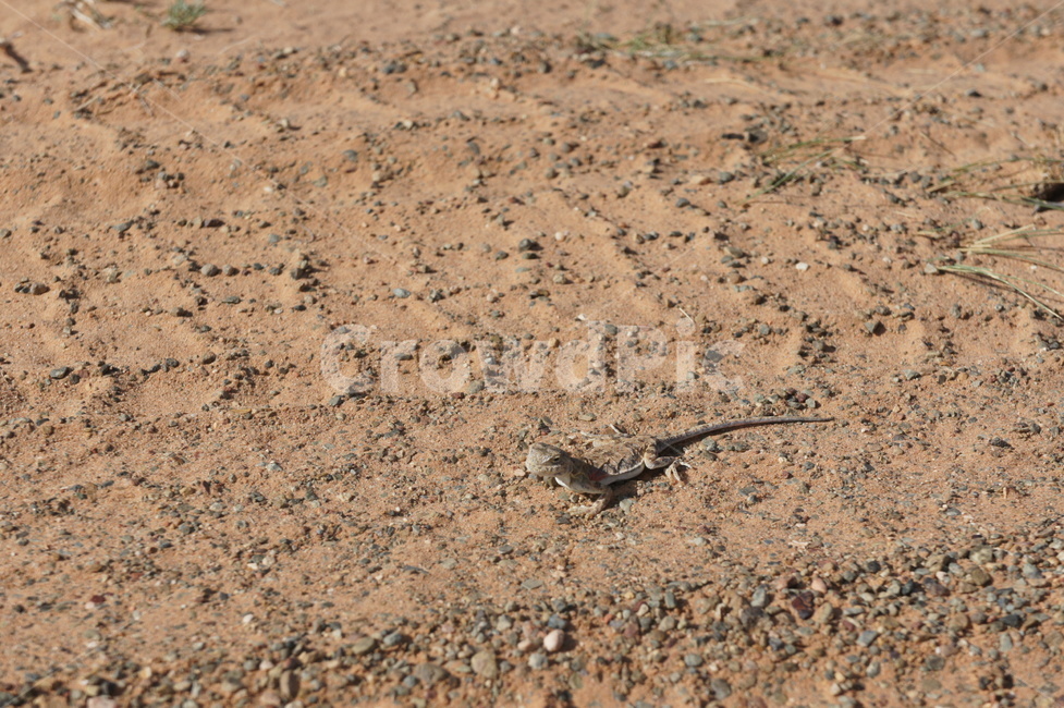 도마뱀,lizard,사막,desert,몽골,mongolia,동물,animal,파충류,양서류,reptile,amphibian