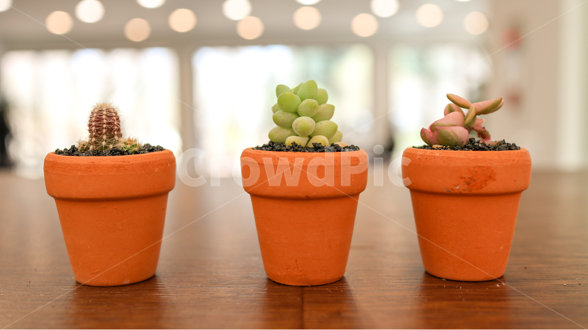 꽃,다육이,자연,공기정화식물,식물,plant,nature,미니화분,화분,선인장,미니,화초,감성,느낌,작은,귀여운,분위기,갈색화분,미니어쳐,소품,포트화분,포트식물,포트화분식물,다육식물