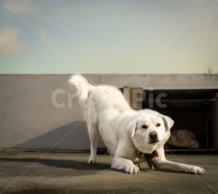 동물,개,강아지,dog,animal,아련함,포근함,귀여움,동물,animal,개,강아지,dog,doggy,포유류,mammal