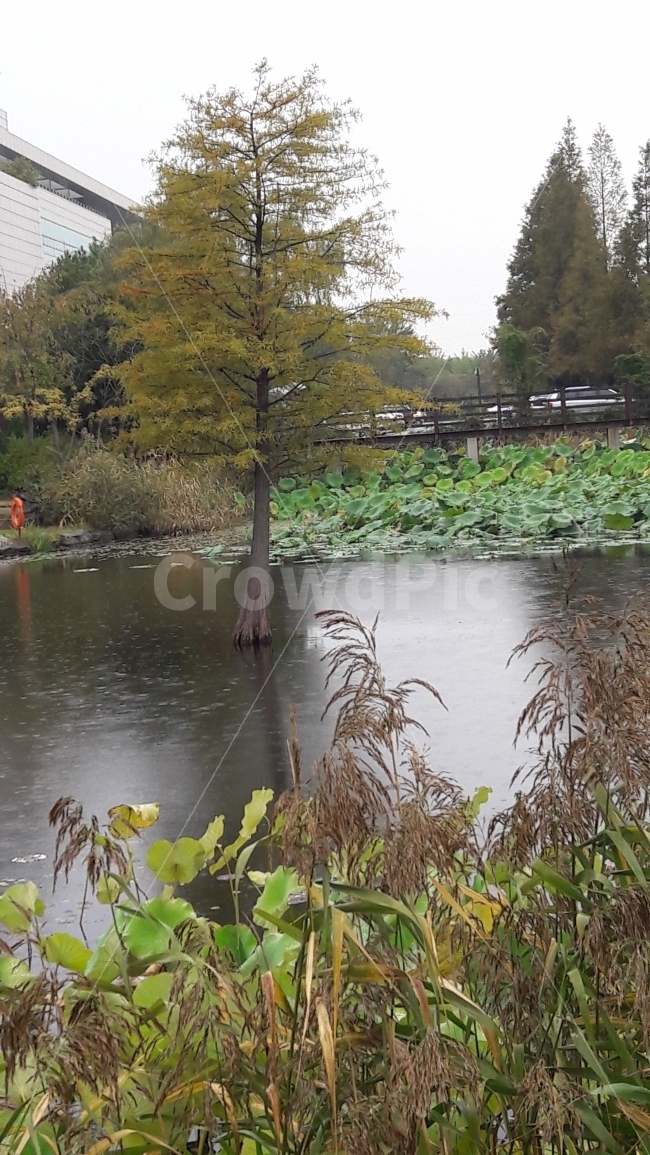 연못,빗방울,갈대,연잎,가을,자연,풍경,nature,landscape,land,땅,outdoors,옥외,water,물