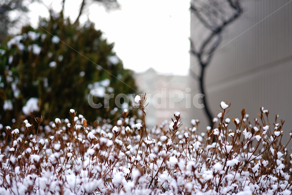 겨울,추위,눈,snow,잎,감성,감성사진,겨울이야기,날씨,계절,강추위,화이트,흰색,느낌,감성샷,스냅사진,하얀색,feel,겨울,계절,winter,season,식물,자연,plants,nature
