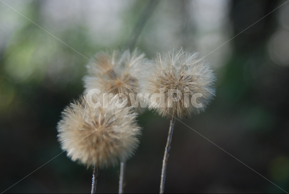 민들레,하얀,3개,홑씨,꽃,식물,자연,plants,nature