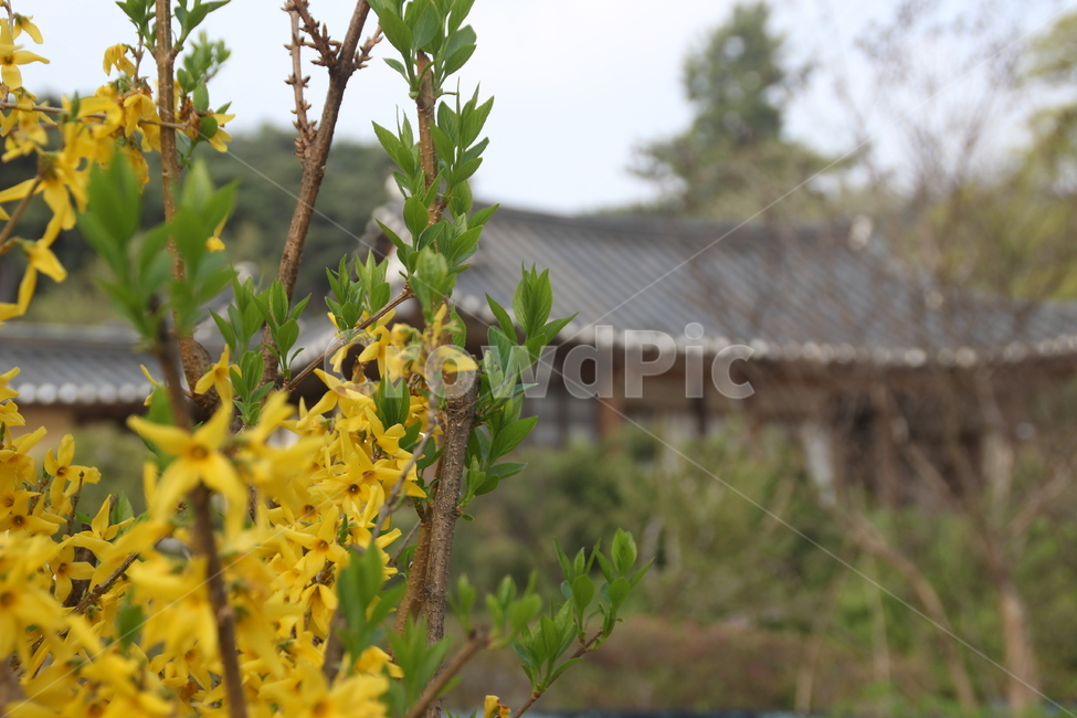 명재고택,고택,봄,목조건물,개나리,꽃,논산,myeongjae,oldhouse,spring,woodenbuilding,forsythia,flower,nonsan