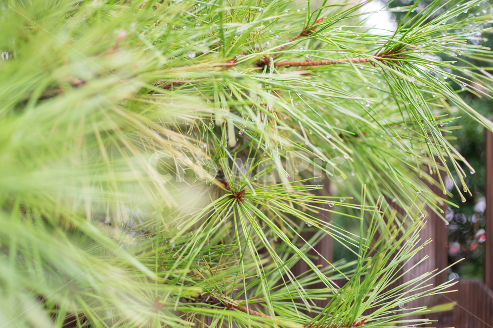 소나무,pine,물방울,waterdrop,나무,tree,식물,자연,식물,자연,plants,nature