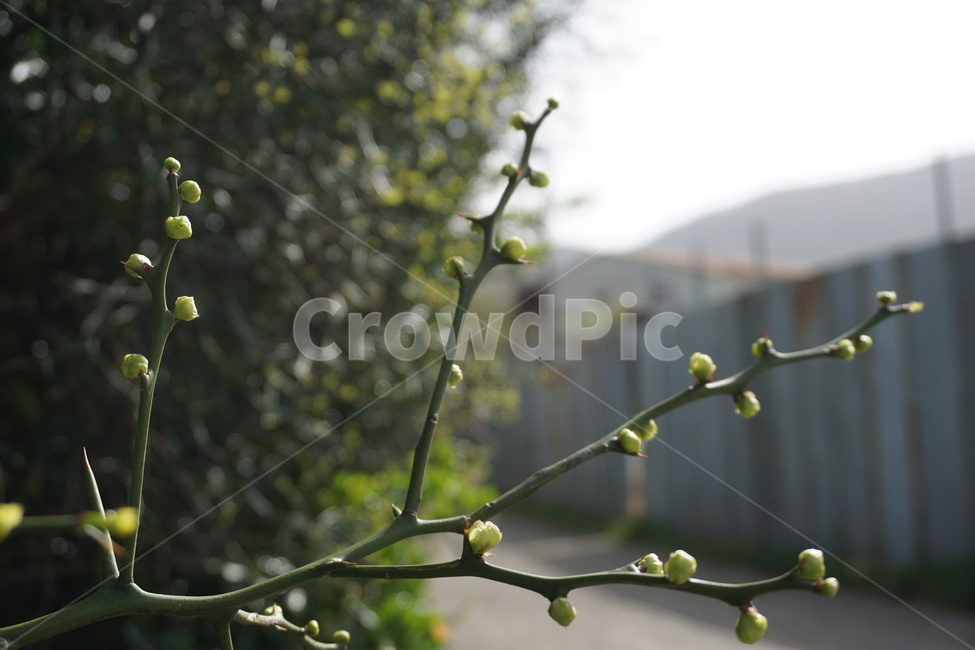 봄,4월,탱자나무,탱자나무가시,녹색,연두색,골목길,새순,봄,계절,spring,season,식물,자연,plants,nature,sprout,새싹,bud,싹,flower,꽃,plant,blossom