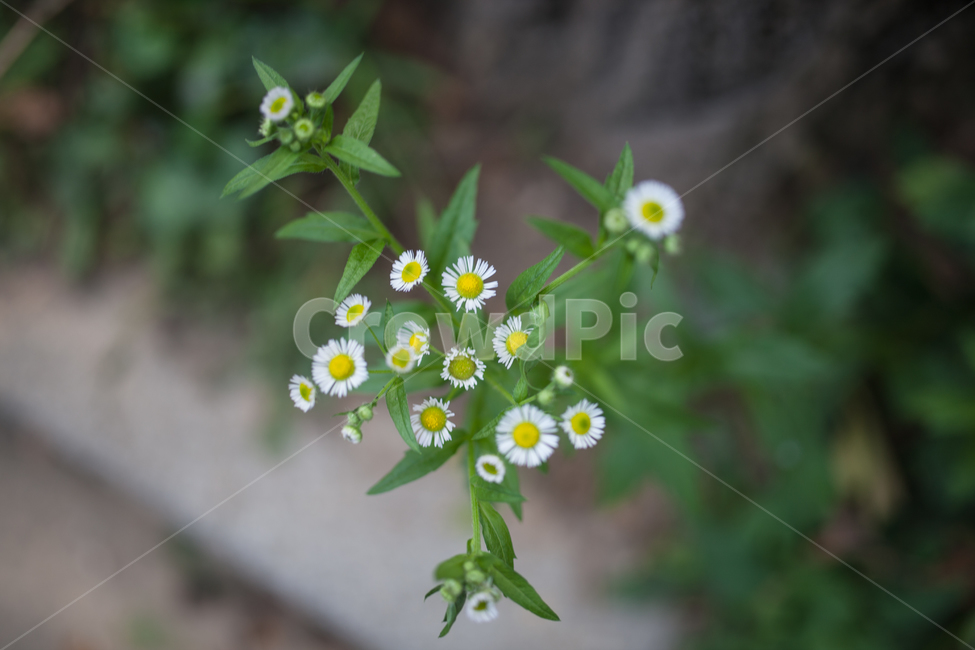 꽃,식물,개망초,봄,flower,식물,자연,plants,nature,꽃,flower