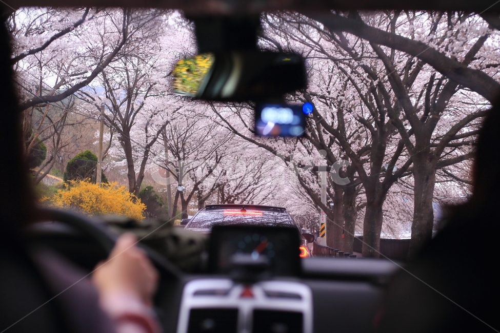 pink,Drive course,Cherry Blossom,outing,body part,cherryblossom,body,life,spring flowers,spring,beautiful,plants,season,Korean natural scenery,spring day,human,nature,tree,picnic,flower,cherry blossom tree,outdoor,person,plant,drive,travel