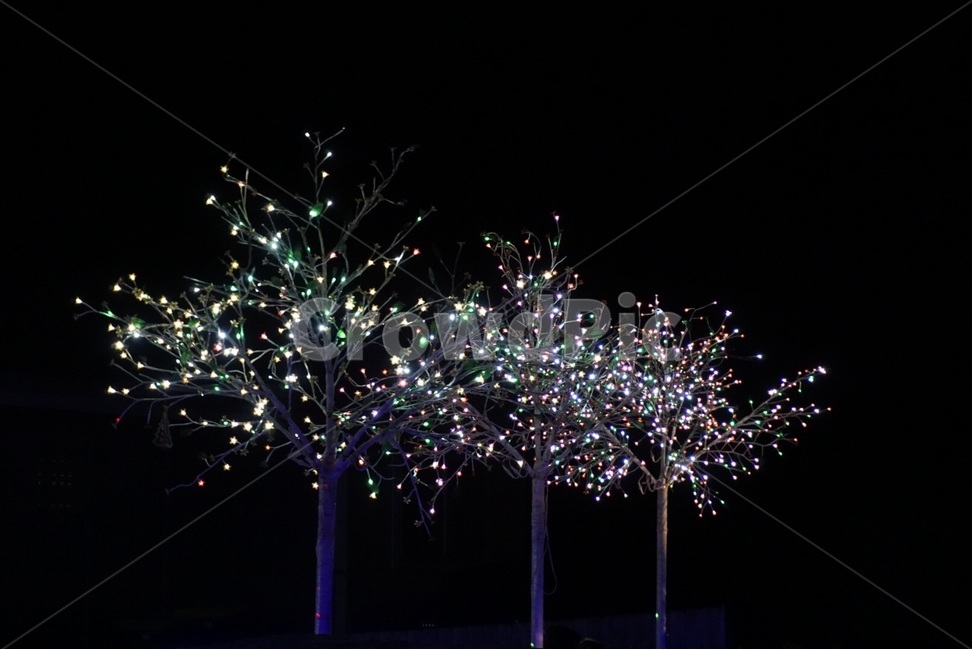 겨울,나무,밤,빛,원본,winter,tree,night,light,original,야경,밤,풍경,nightscape,night,landscape,식물,자연,plants,nature,나무,trees,wood,plant