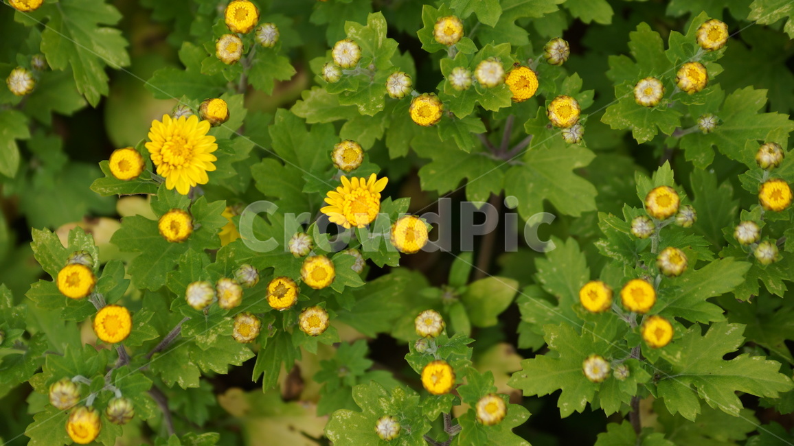 국화,개량국화,꽃축제,꽃길,식물,식물,자연,plants,nature,꽃,flower