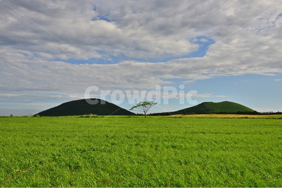 field,들,grassland,목초지,제주,한라산봄,봄,계절,nature,자연,outdoors,옥외,hill,언덕,scenery,풍경,landscape,경치,경관,제주비경,제주봄,청보리,목장,농사,농업,경작,농경,새별오름,오름