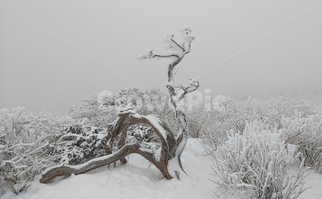 산,설경,풍경,겨울,나무,겨울,계절,winter,season,식물,자연,plants,nature,나무,trees,wood