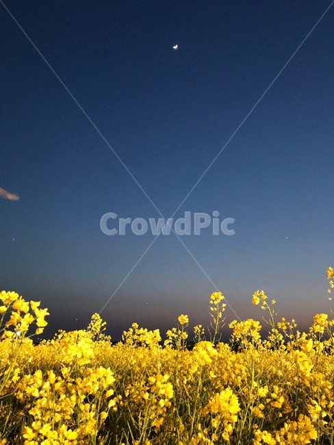 유채꽃밭,대저생태공원,유채꽃축제,유채꽃,저녁,봄,계절,spring,season,자연,풍경,nature,landscape,야경,밤,nightscape,night,식물,plants,꽃,flower,field,들
