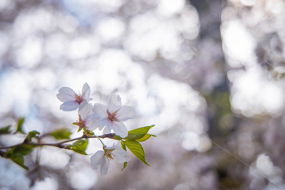 벚꽃,봄,꽃,감성,분홍,cherryblossom,spring,flower,봄,계절,spring,season,식물,자연,plants,nature,꽃,flower,plant