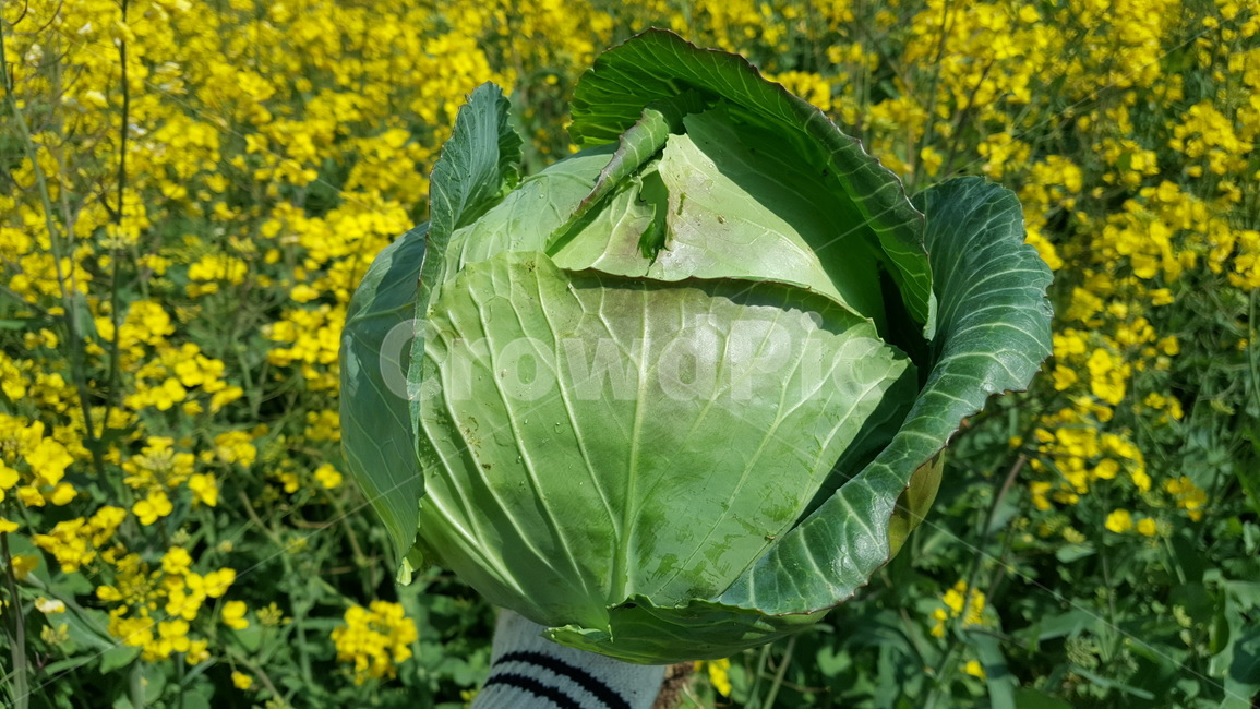 cabbage,양배추,food,음식,vegetable,야채,plant,식물