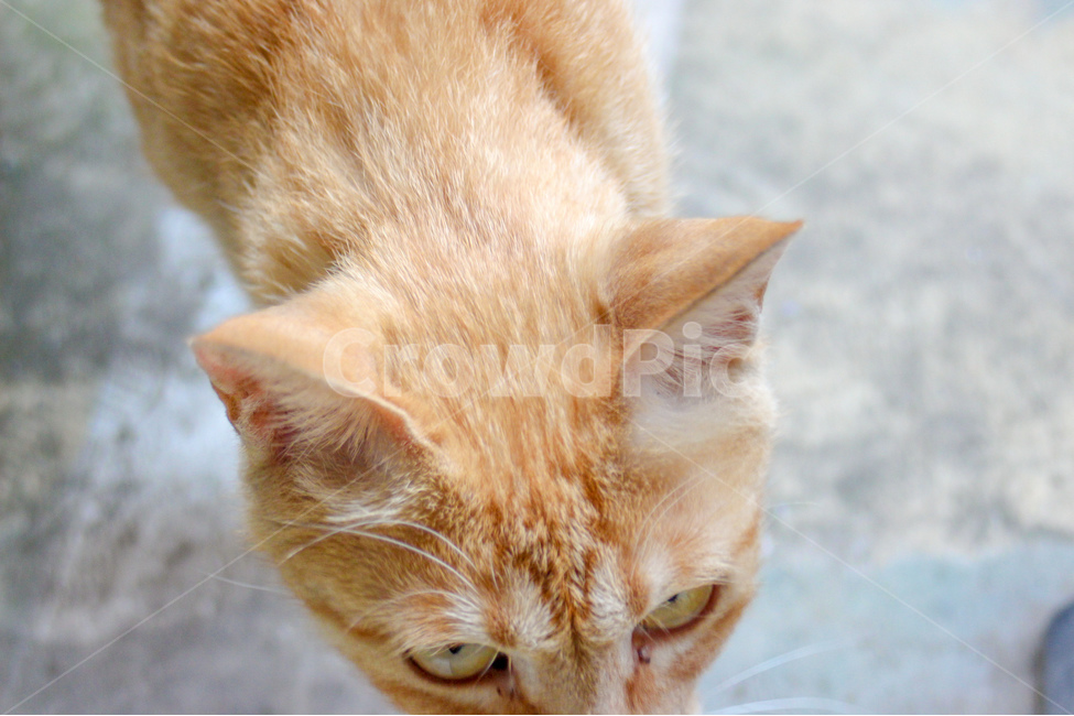 동물,고양이,animal,cat,길고양이,표정,얼굴,귀여움,감성사진,동물사진,face,cute,동물,animal,포유류,mammal,고양이,cat,kitten,kitty