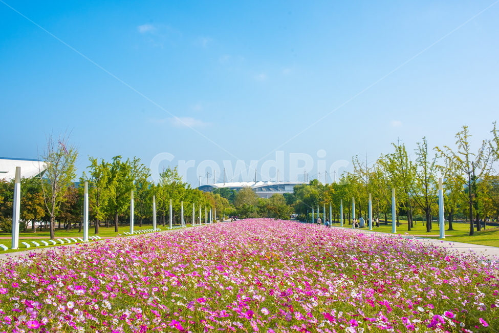 코스모스,꽃,자연,공원,코스모스꽃,꽃밭,식물,자연,plants,nature,꽃,flower